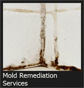 Mold Remediation Services Los Angeles & Riverside